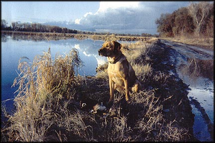 Dog near Lake