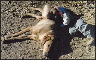 Dog with Boy