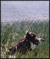 Dog on Retrieve